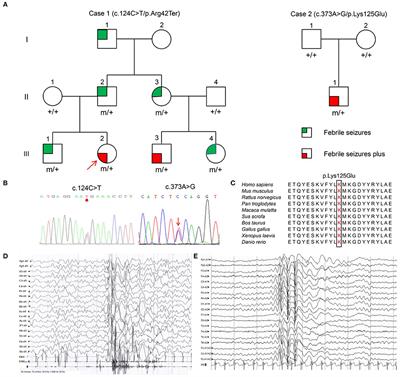 YWHAG Mutations Cause Childhood Myoclonic Epilepsy and Febrile Seizures: Molecular Sub-regional Effect and Mechanism